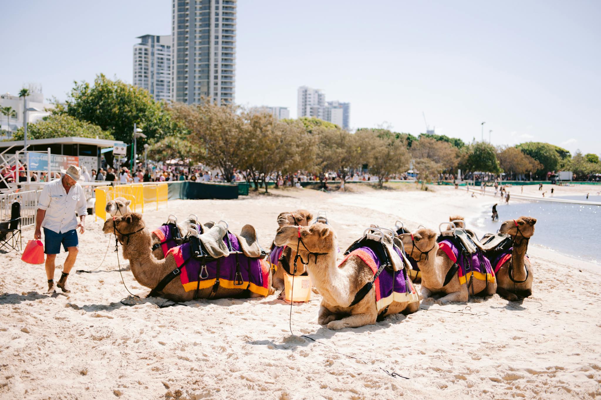 Camels resting on Broadwater Beach, Queensland, offering unique tourism experience by the sea.