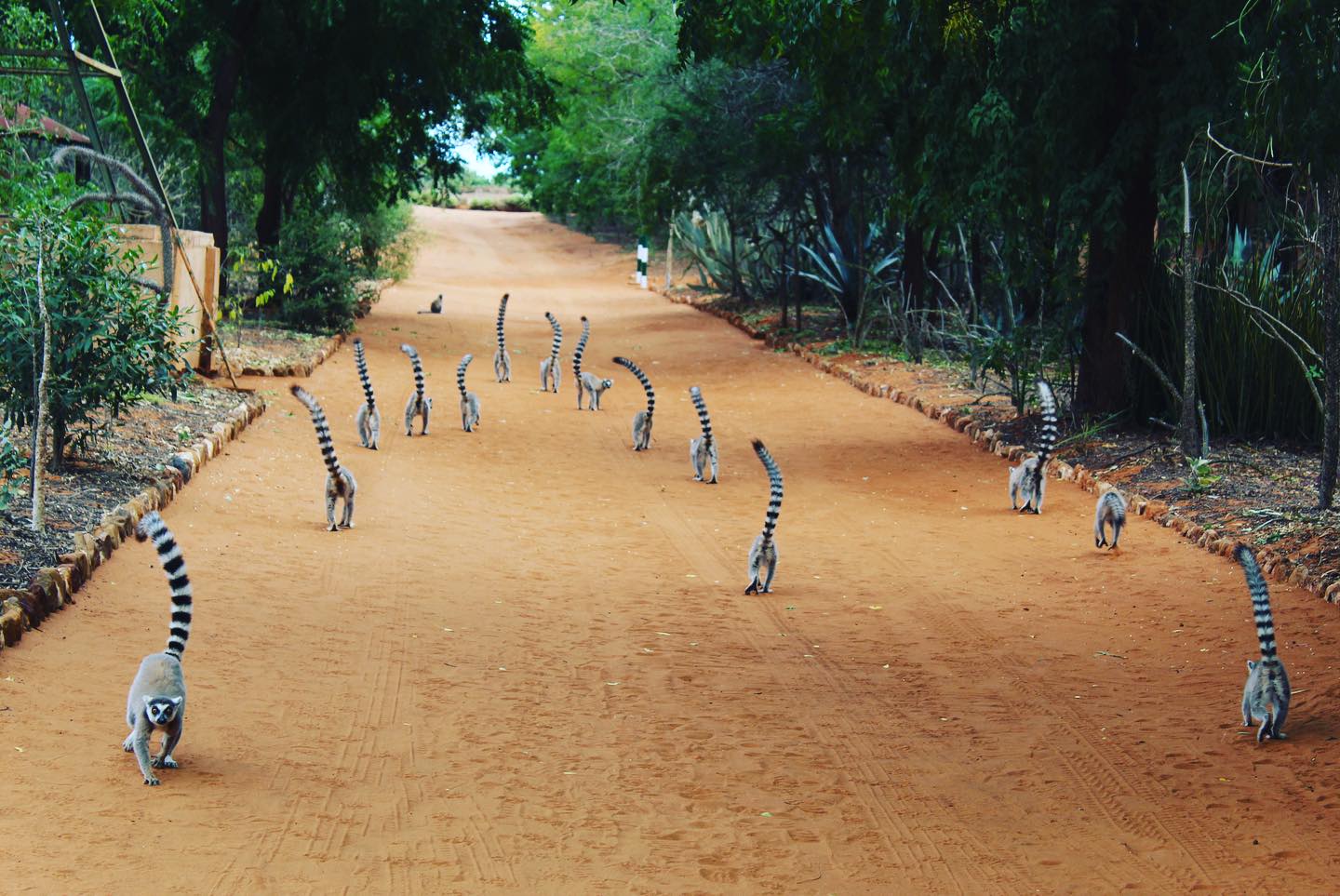Berenty Reserve in southern Madagascar