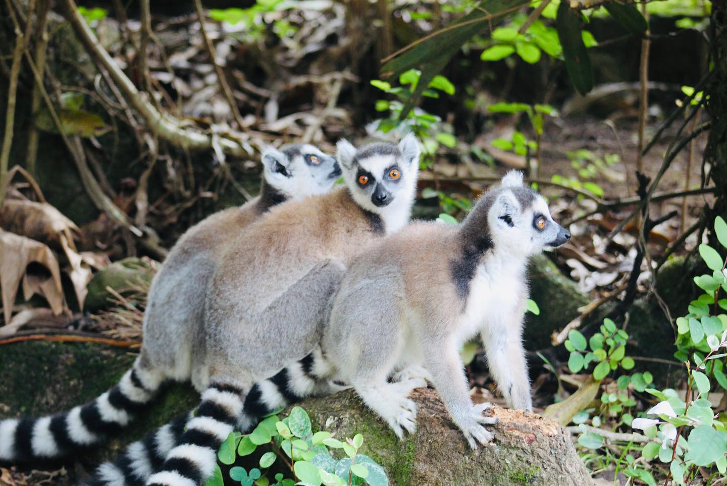 Ring-tailed lemur at Berenty Reserve